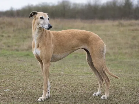 Greyhound