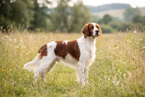 Irish Red and White Setter