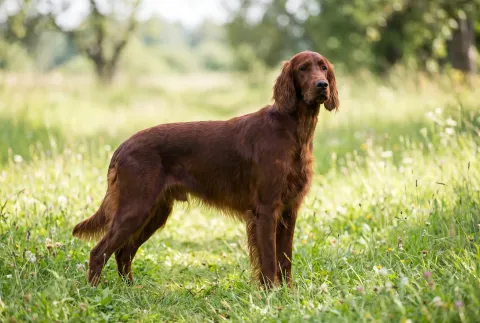 Irish Setter