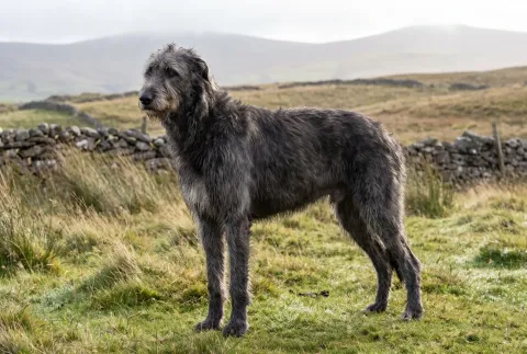 Irish Wolfhound