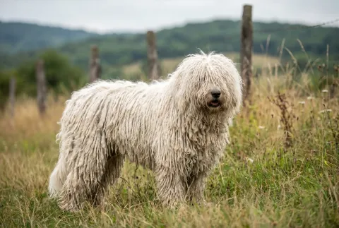 Komondor