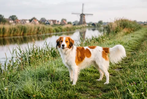 Kooikerhondje