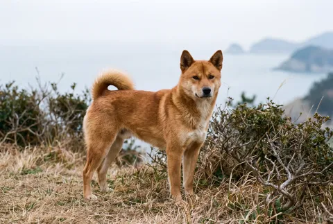 Korean Jindo