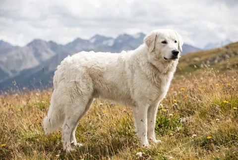 Kuvasz