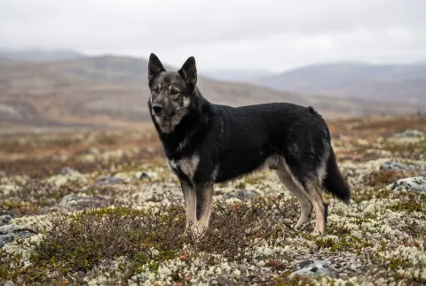 Lapponian Herder