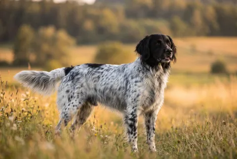 Large Munsterlander