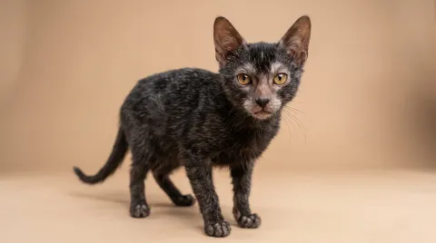Lykoi