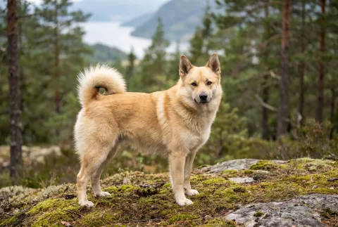 Norwegian Buhund