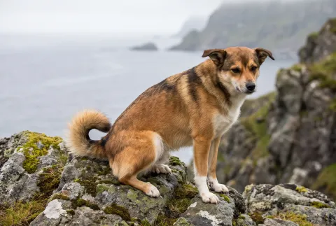Norwegian Lundehund