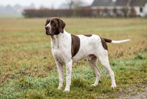 Old Danish Pointer