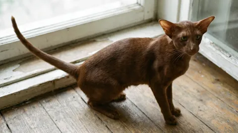 Oriental Shorthair