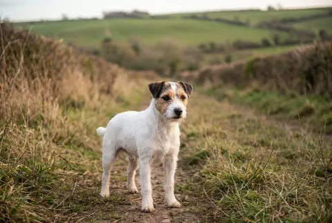 Parson Russell Terrier