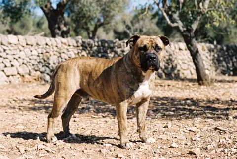 Perro Dogo Mallorquín