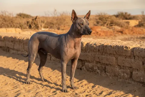 Peruvian Hairless Dog