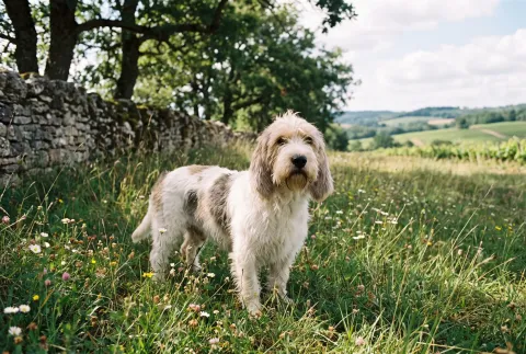 Petit Basset Griffon Vendeen