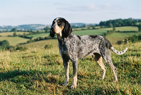 Petit Bleu de Gascogne