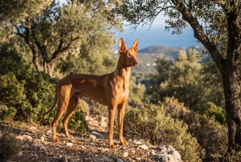 Pharaoh Hound