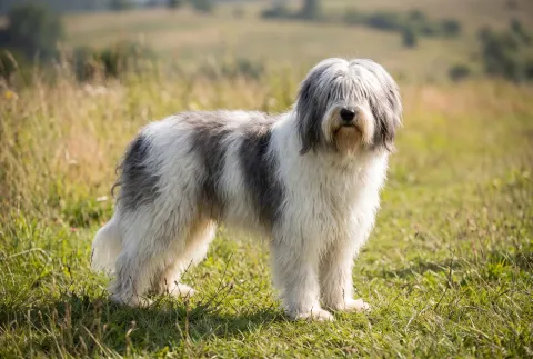 Polish Lowland Sheepdog