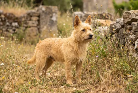 Portuguese Podengo Pequeno