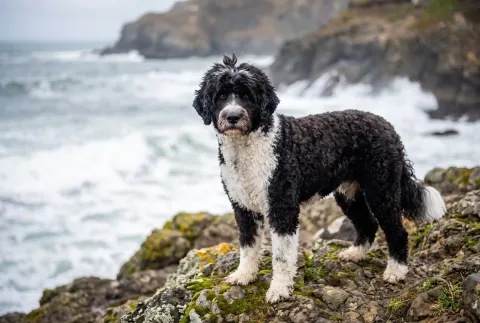 Portuguese Water Dog