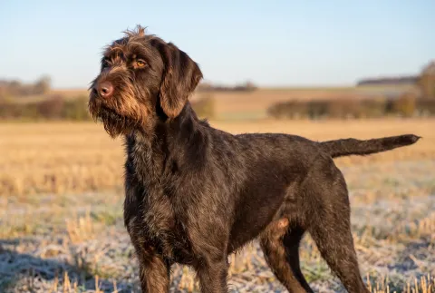 Pudelpointer