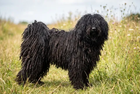 Puli
