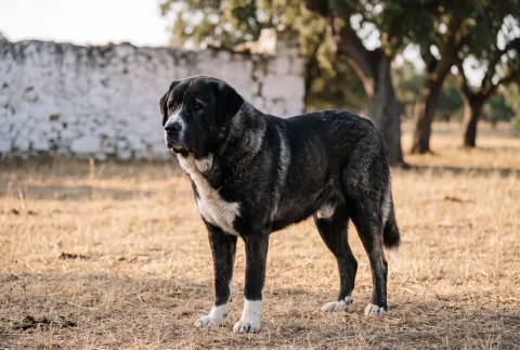 Rafeiro do Alentejo