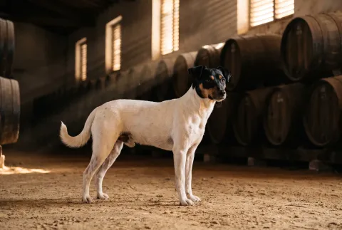 Ratonero Bodeguero Andaluz