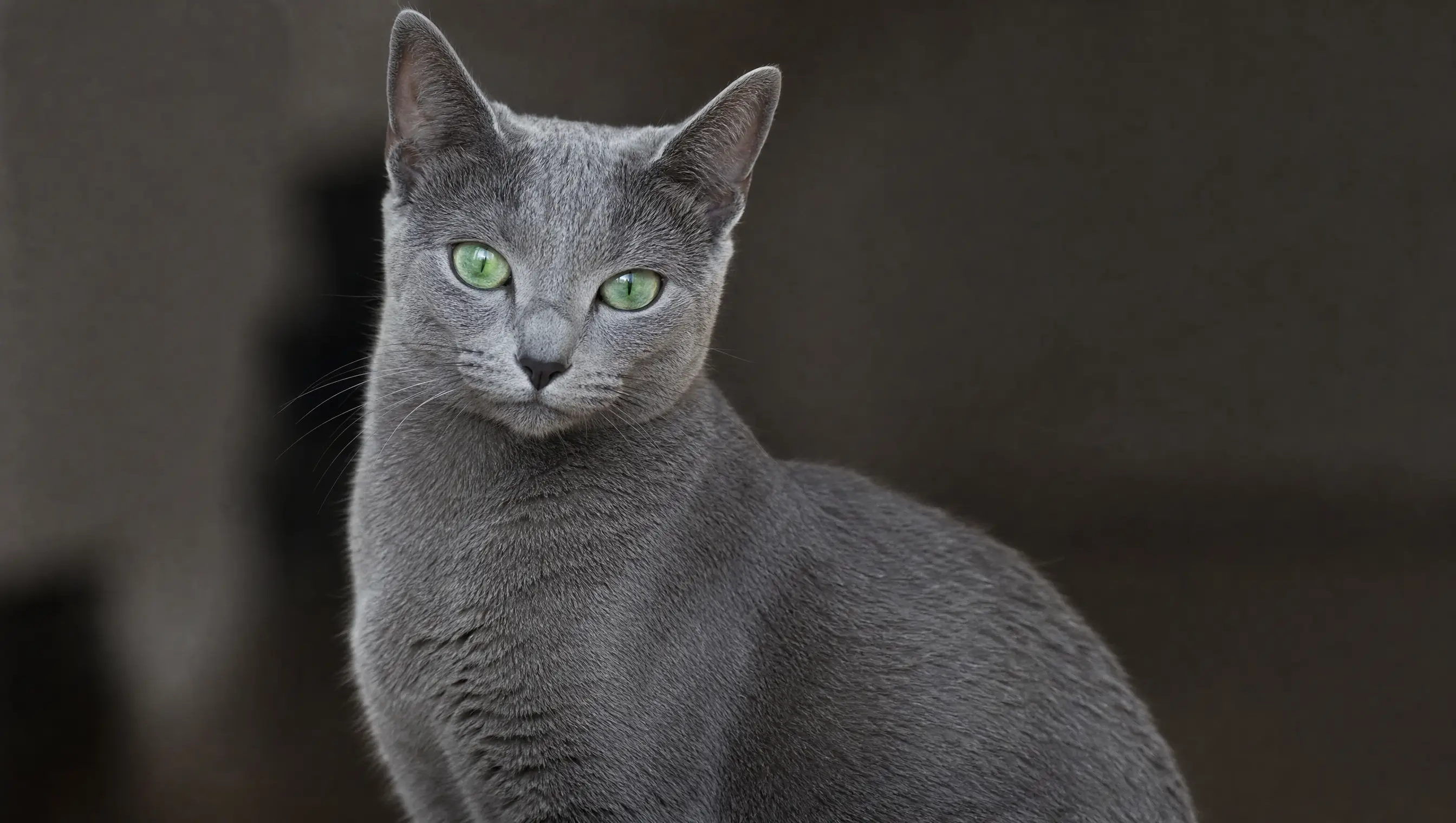Russian Blue