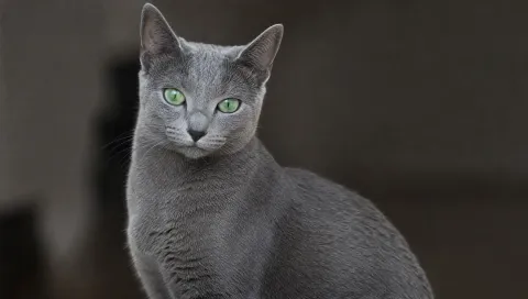Russian Blue