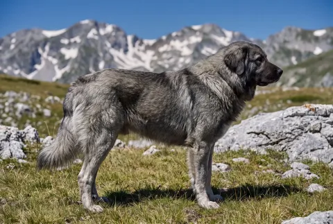 Šarplaninac