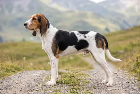 Schweizer Laufhund