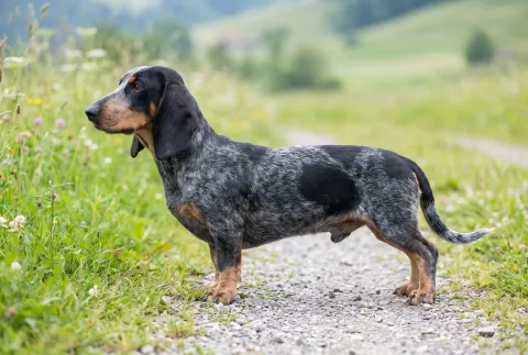 Schweizer Niederlaufhund