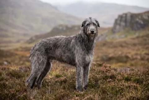 Scottish Deerhound