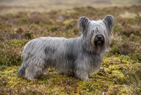 Skye Terrier