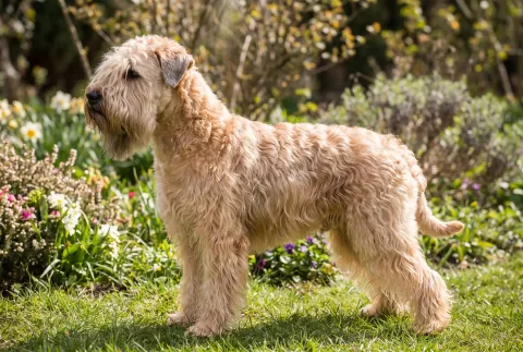 Soft Coated Wheaten Terrier