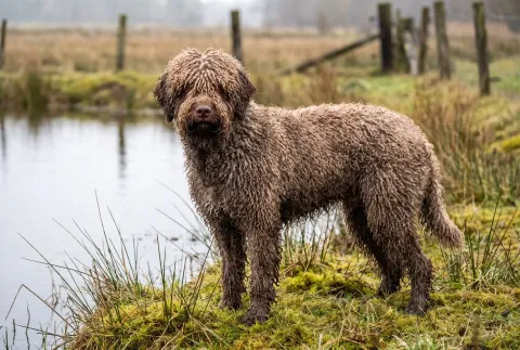 Spanish Water Dog