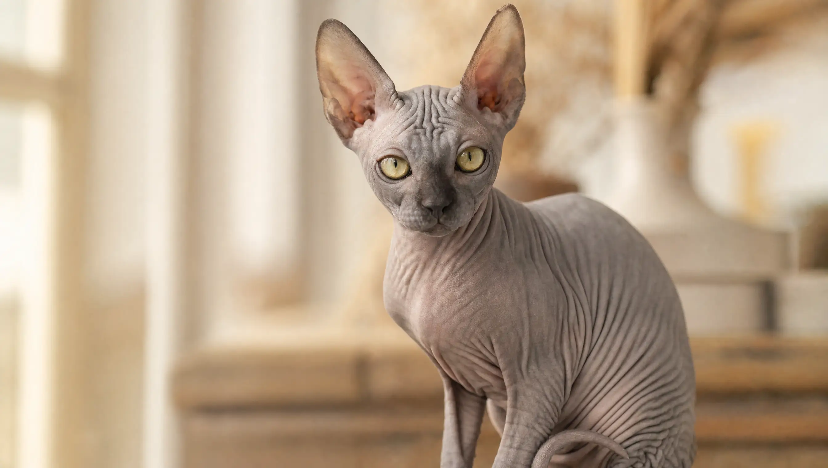 A Sphynx, a hairless cat with pink skin and no fur to block the sun, sitting in bright light