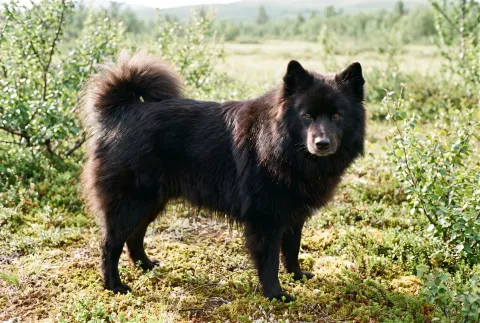 Swedish Lapphund