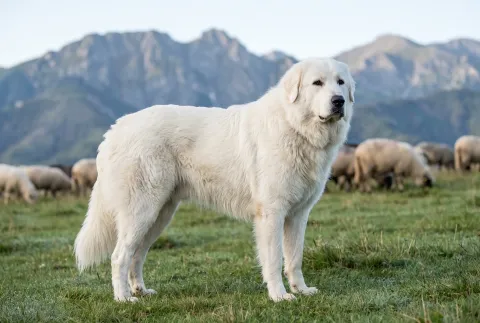 Tatra Shepherd Dog