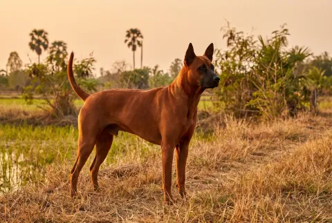 Thai Ridgeback
