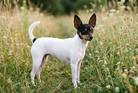 Toy Fox Terrier
