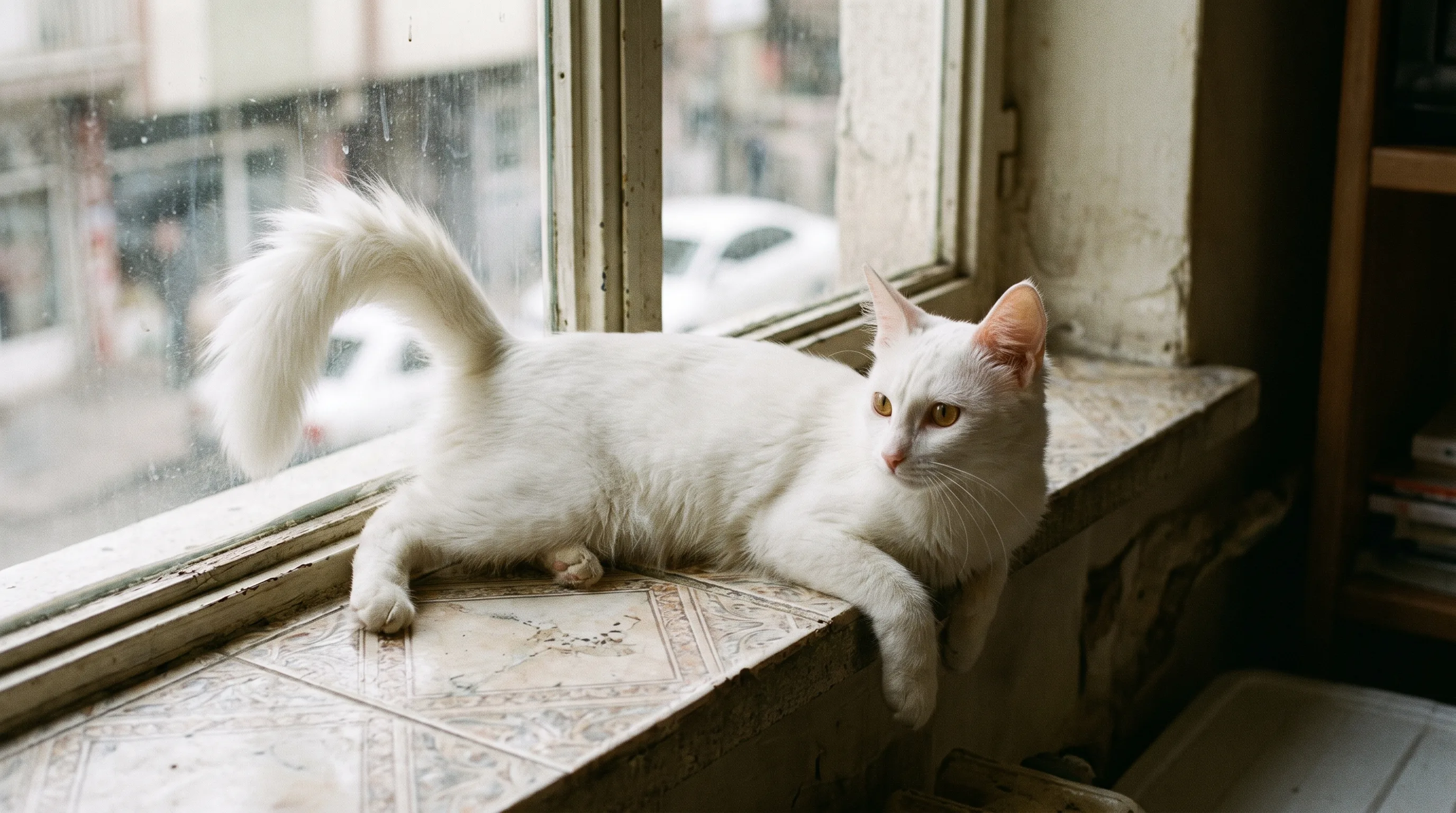 Turkish Angora