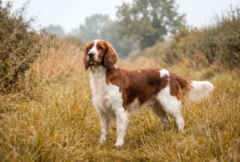 Welsh Springer Spaniel