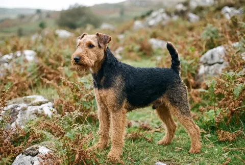 Welsh Terrier
