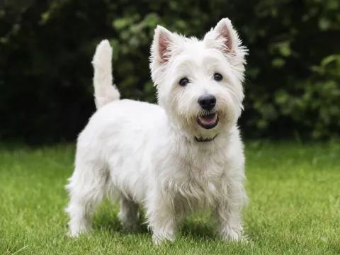 West Highland White Terrier