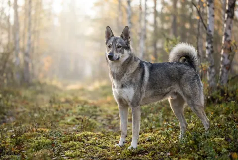 West Siberian Laika