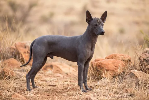 Xoloitzcuintli