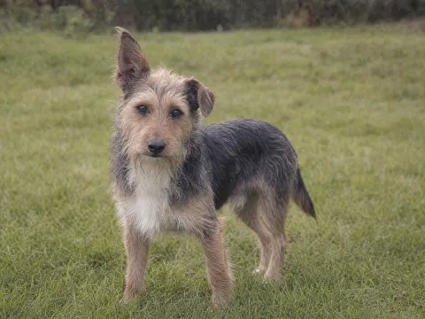 Terrier mix