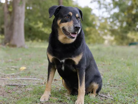 Shepherd mix